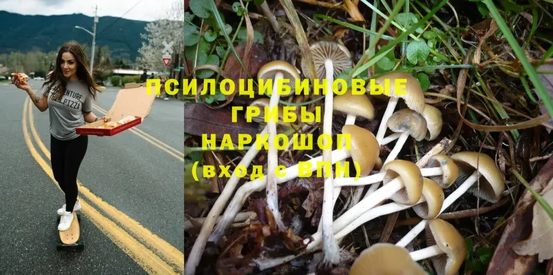 Галлюциногенные грибы Psilocybe  Кореновск 